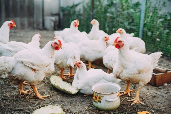 3. Tratamente Si Vaccinarea Puilor De Carne Pentru O Dezvoltare Optima Min